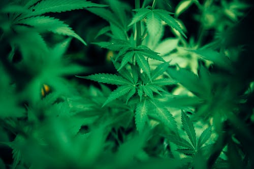 Health Implications of Cannabis Consumption