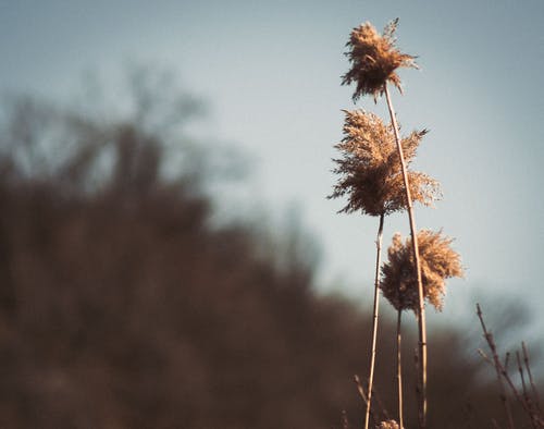 Cannabis Legalization: CBD’s Benefits