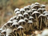 Mushrooms as Medical Supplements for Better Health