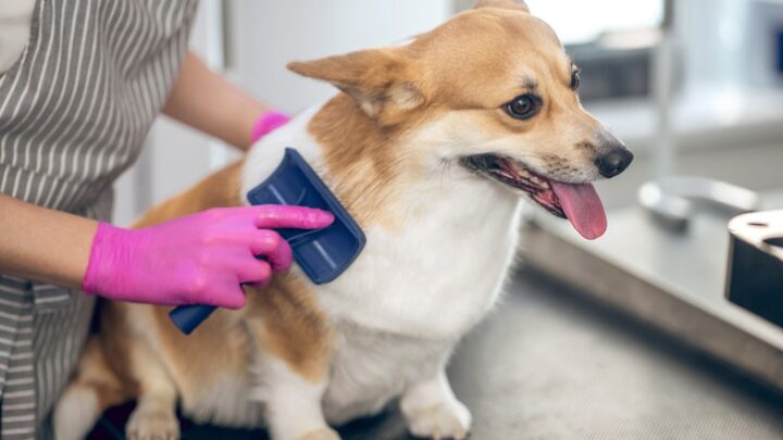 Who Can Benefit From Mobile Dog Grooming Services?
